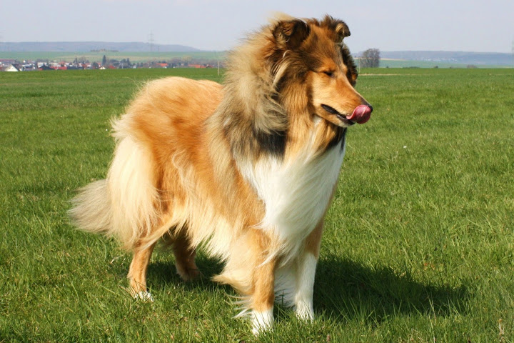 Natürlich kann man ohne Hund leben…. Neue Bilder von Ivy